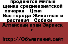 продаются милые щенки среднеазиатской овчарки › Цена ­ 30 000 - Все города Животные и растения » Собаки   . Алтайский край,Заринск г.